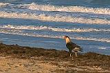 Caracara On The Beach_42865